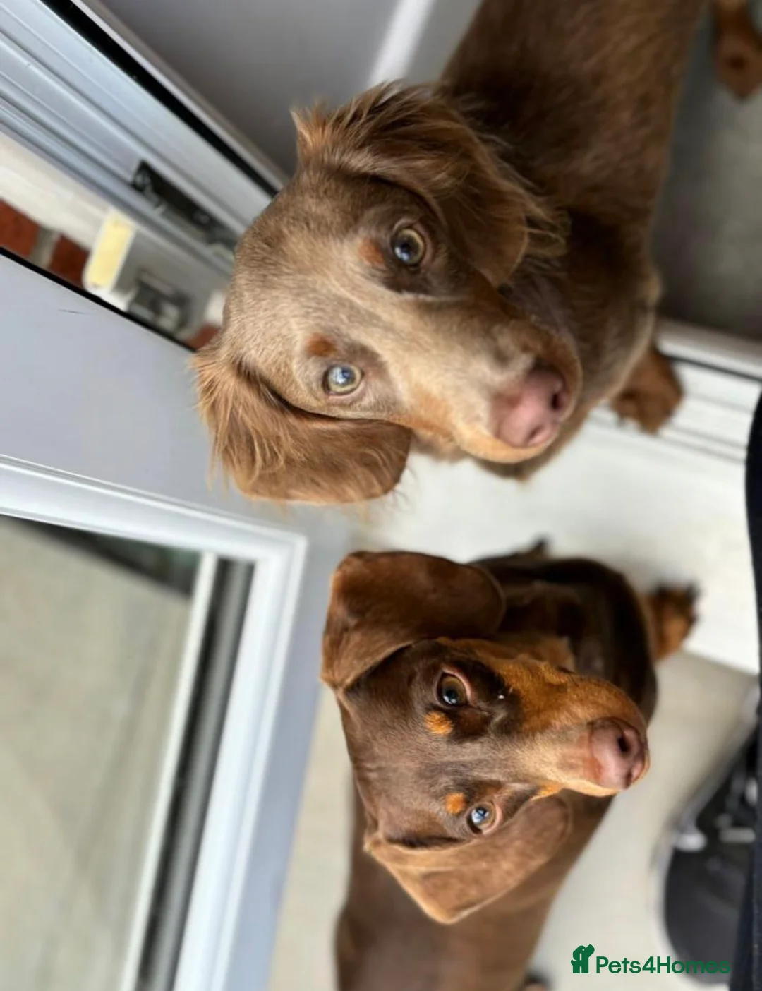 Miniature Dachshund dogs for sale: Miniature dachshund  - Advert 21