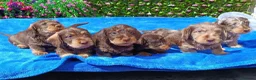 Miniature Dachshund dogs for sale: QUAILTY MINI WIRES KC REG PRA LAFORA CLEAR - Advert 15