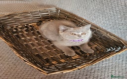 Scottish Fold cats for sale: Beautiful Female Scottish Straight Kitten - Image 5