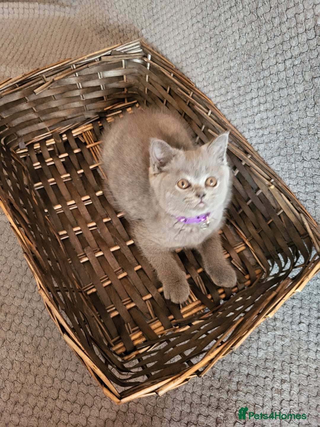 Scottish Fold cats for sale: Beautiful Female Scottish Straight Kitten - Image 5