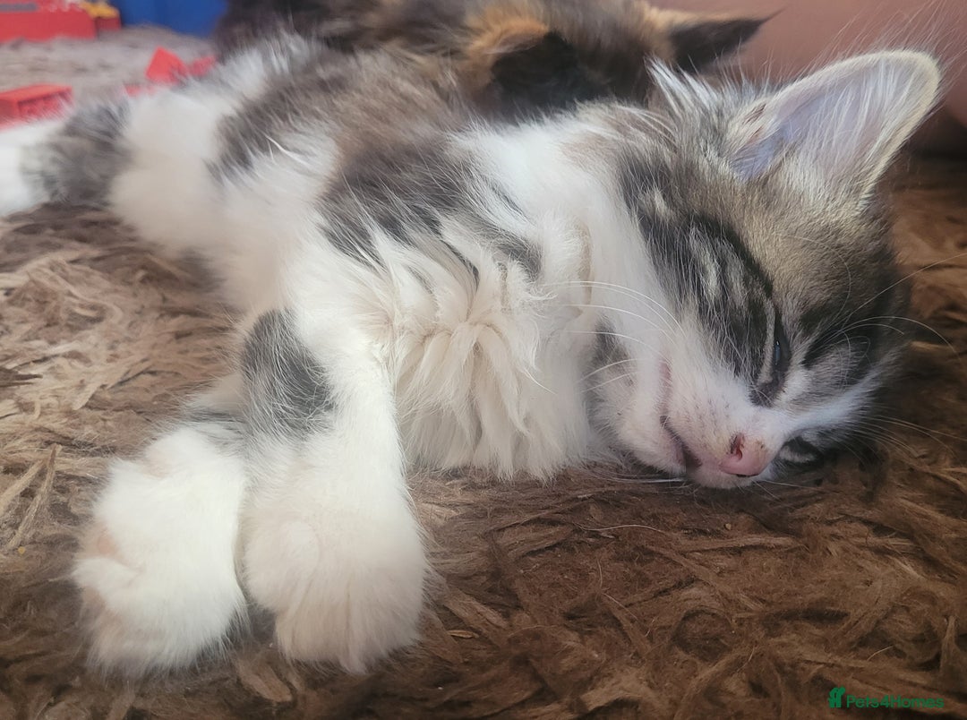 Mixed Breed cats for sale: Kittens in Wolverhampton - Image 2