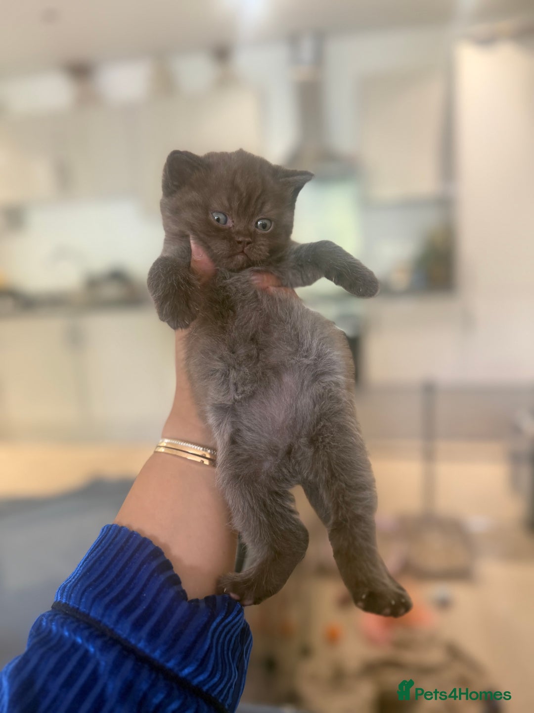 British Shorthair cats for sale: British rainbow shorthair kittens - Image 25
