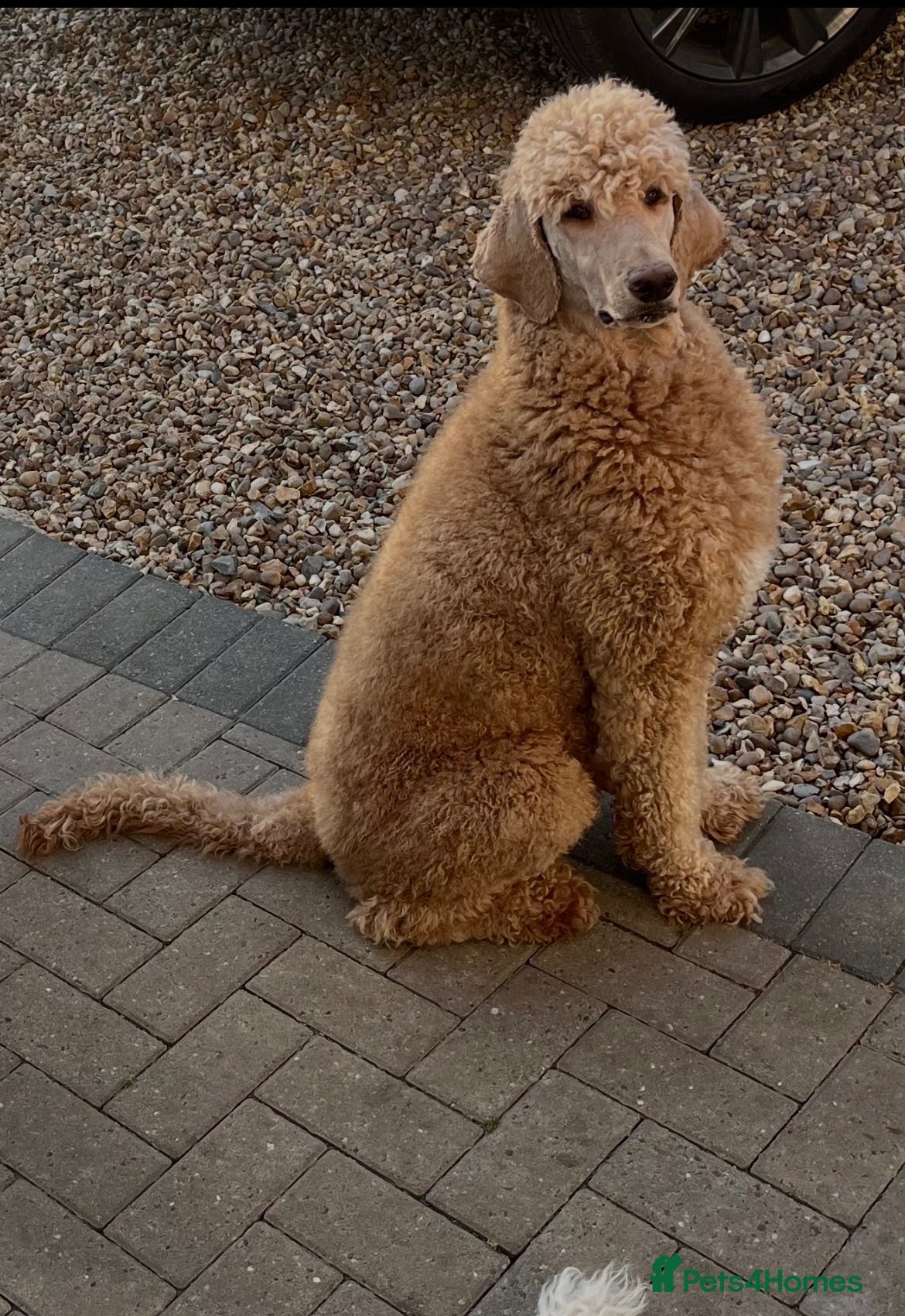 Labradoodle dogs Stunning labradoodle pups Health tested parents - Advert 2