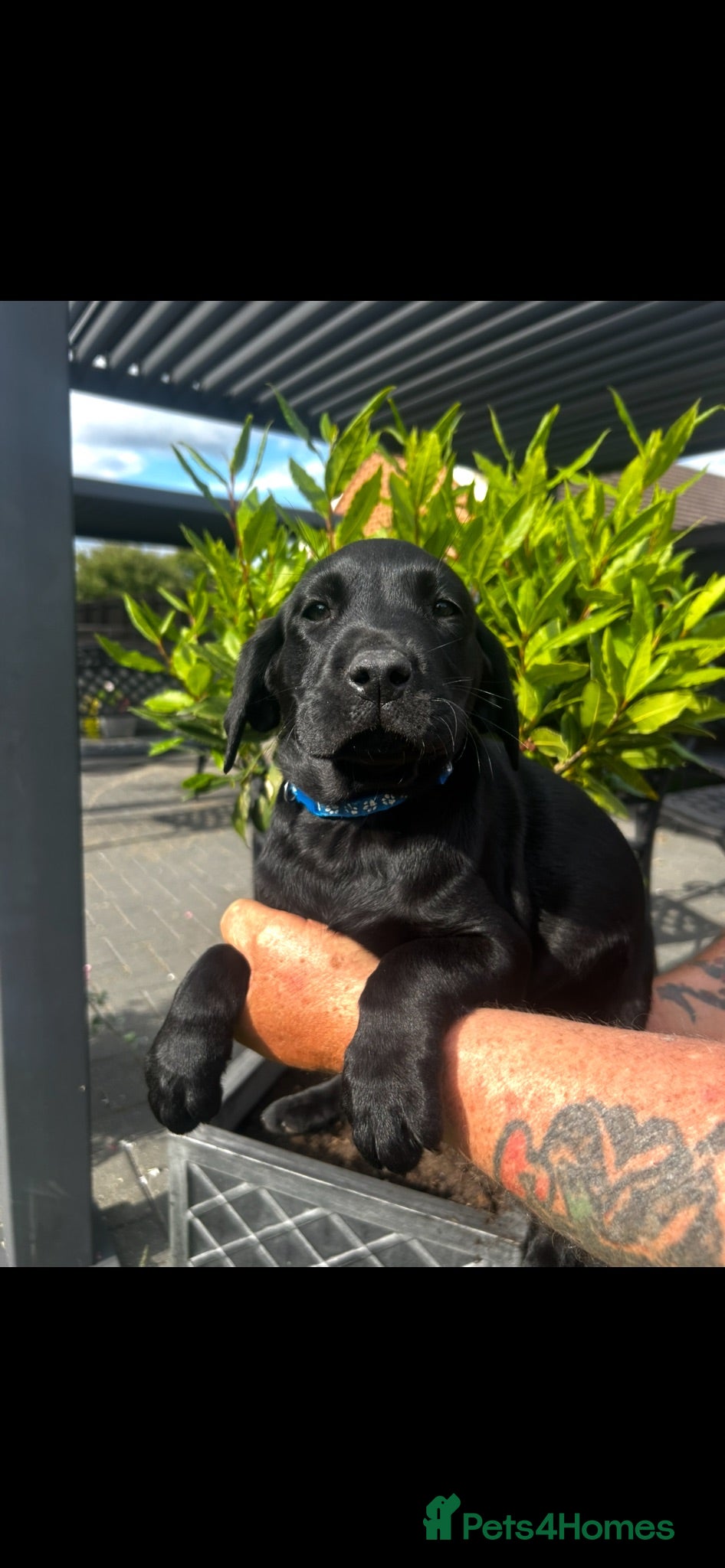 Labrador Retriever dogs £900 k/c Beautiful male working lab puppies  - Advert 1