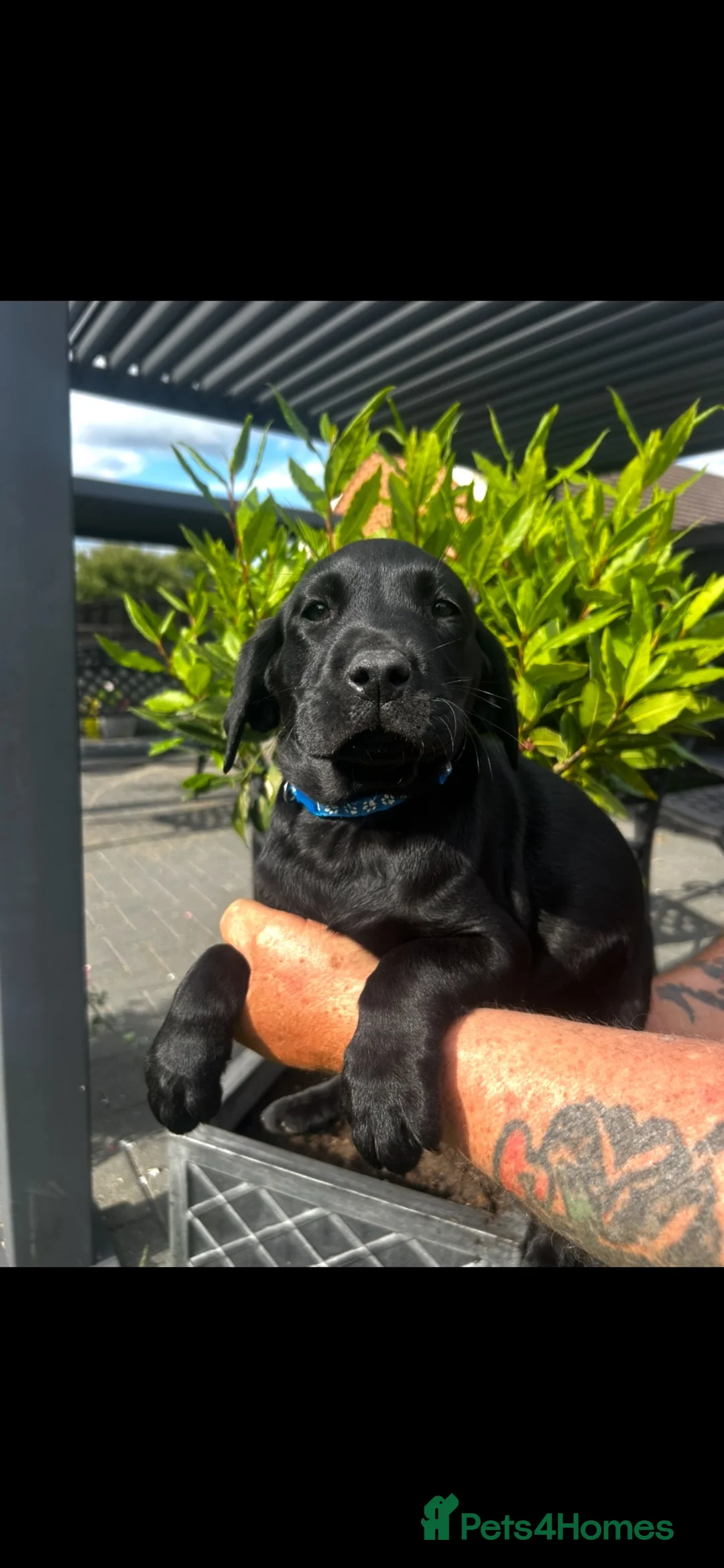 Labrador Retriever dogs for sale: £900 k/c Beautiful male working lab puppies  - Advert 1