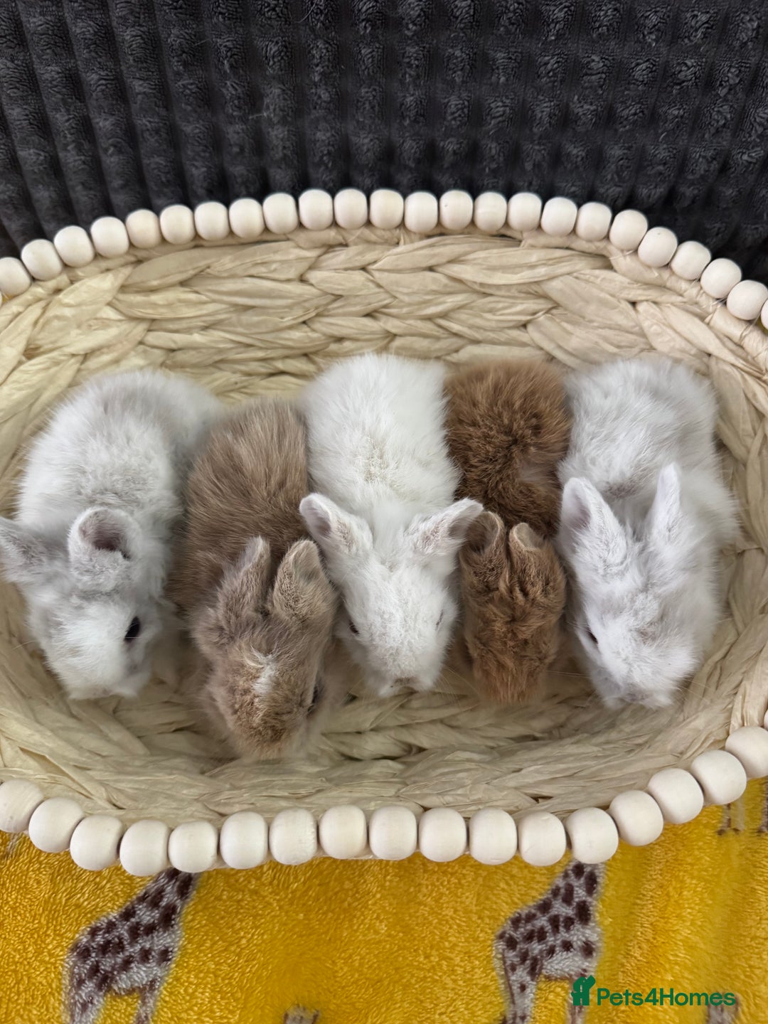 Lionhead rabbits for sale: ✨ Lionhead Bunnies  ✨ - Advert 2