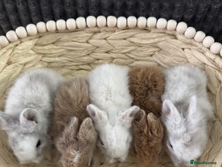 Lionhead rabbits ✨ Lionhead Bunnies ✨ - Advert 12