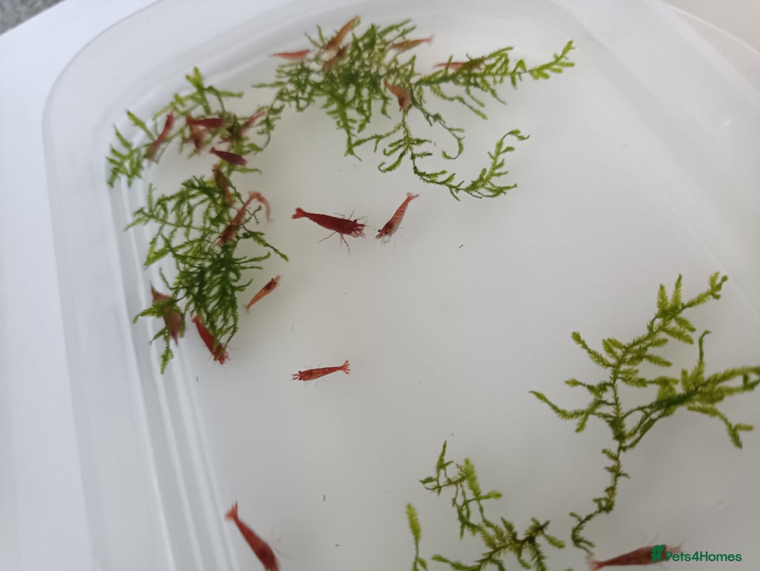 Shrimps fish for sale: Red Cherry Shrimp for sale!! 🦐 - Image 6