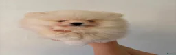 Pomeranian dogs for sale: Beautiful Pomeranian Puppies - Advert 8