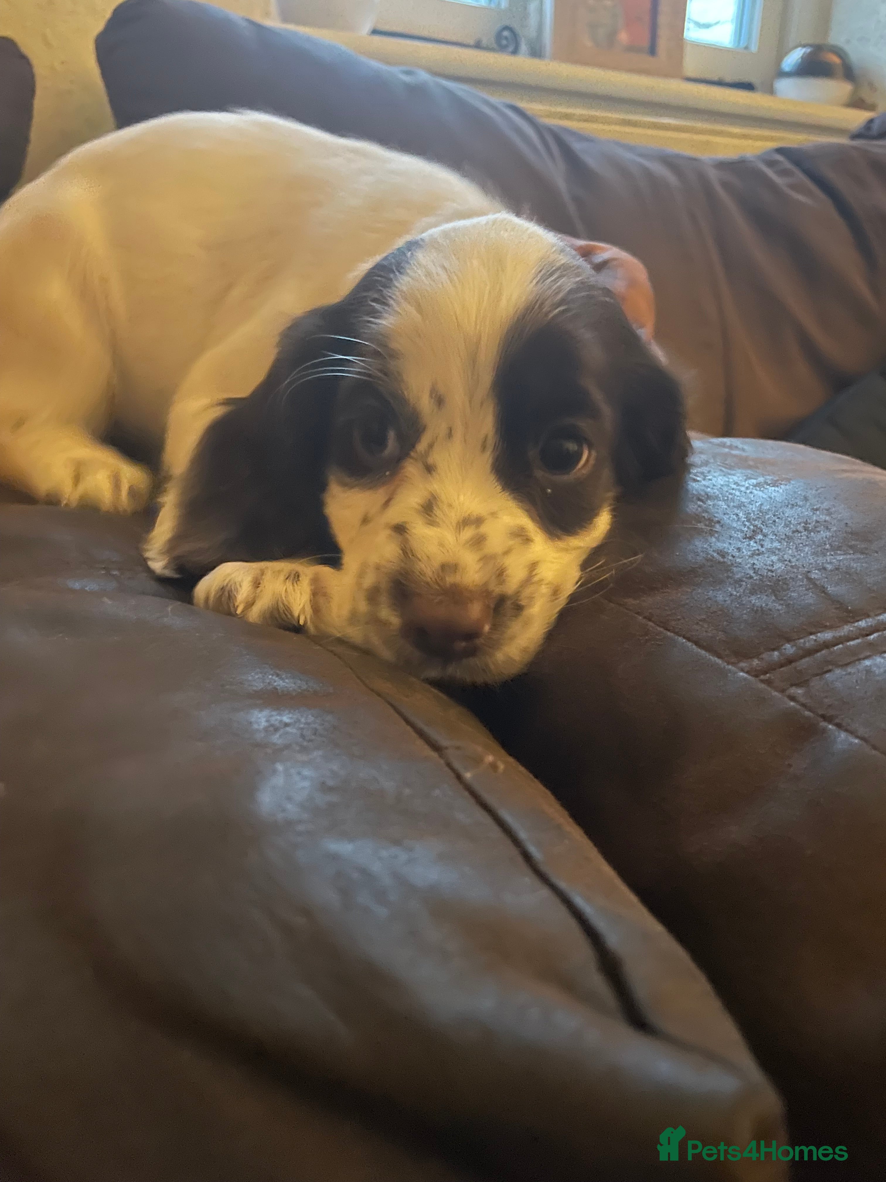 Cocker Spaniel dogs 💕1  lovely Cocker Spaniel Puppy left💕 - Advert 13