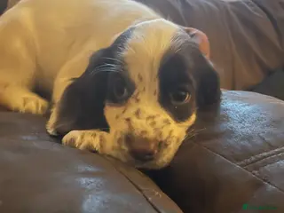 Cocker Spaniel dogs 💕1 lovely Cocker Spaniel Puppy left💕 - Advert 13