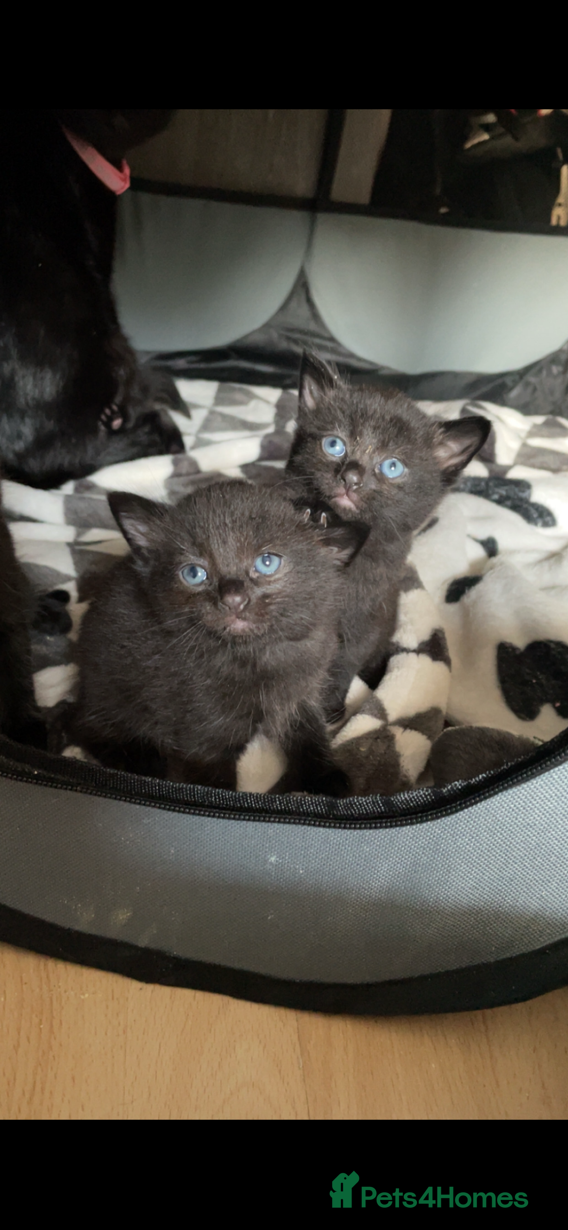 Mixed Breed cats 2 male kittens - Advert 3