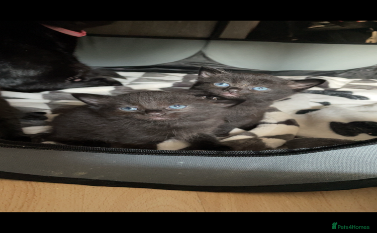 Mixed Breed cats - Advert 8