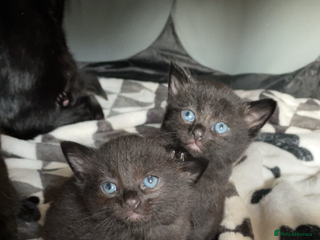 Mixed Breed cats - Advert 22