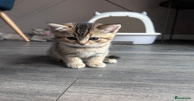 British Shorthair cats - Advert 7