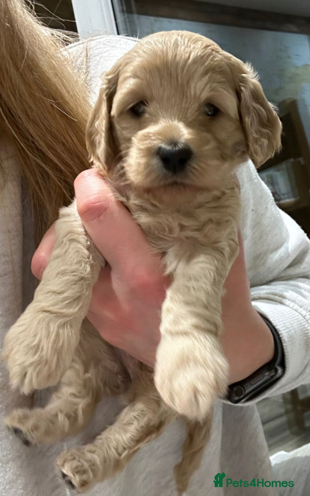 Cockapoo dogs for sale: Cockerpoo puppies for sale  - Advert 27