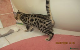 Bengal cats for sale: pedigree male bengals - Image 14