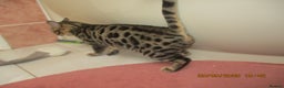 Bengal cats for sale: pedigree male bengals - Advert 6
