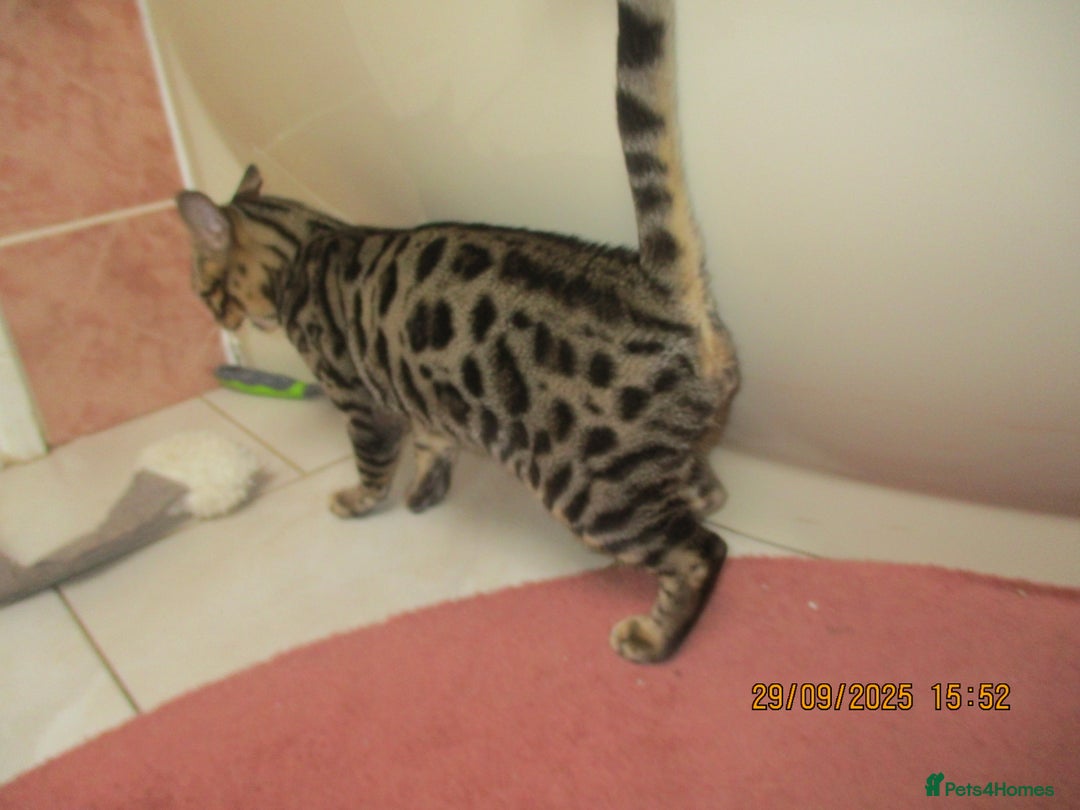 Bengal cats for sale: pedigree male bengals - Image 14