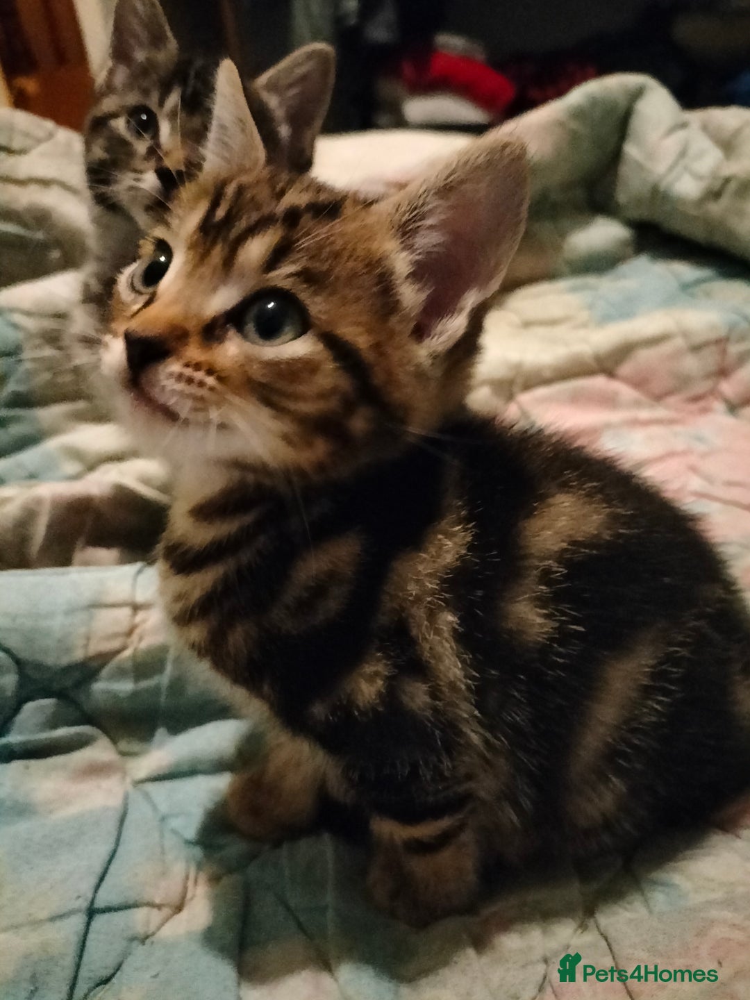 Mixed Breed cats for sale: 3 Beautiful Tabby fluffy Kittens - Image 4