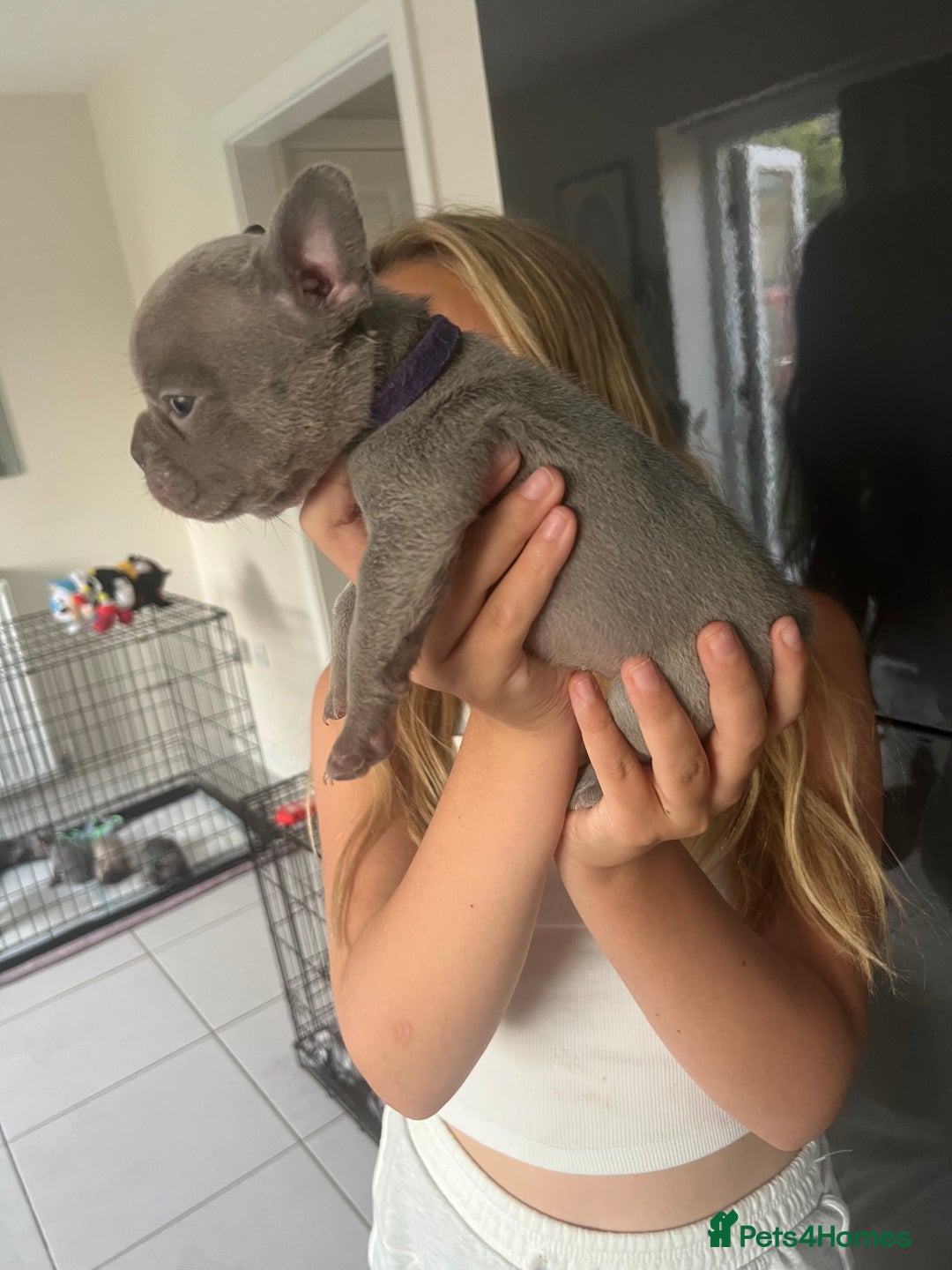 French Bulldog dogs for sale: Ready to leave on the 12th of September - Image 37
