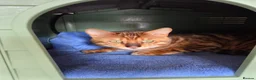 Bengal cats for sale: CASHMERE BENGAL BOY TICA REGISTERED  - Advert 4