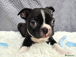 Boston Terrier dogs LAST KC boston terrier puppy available - Advert 3