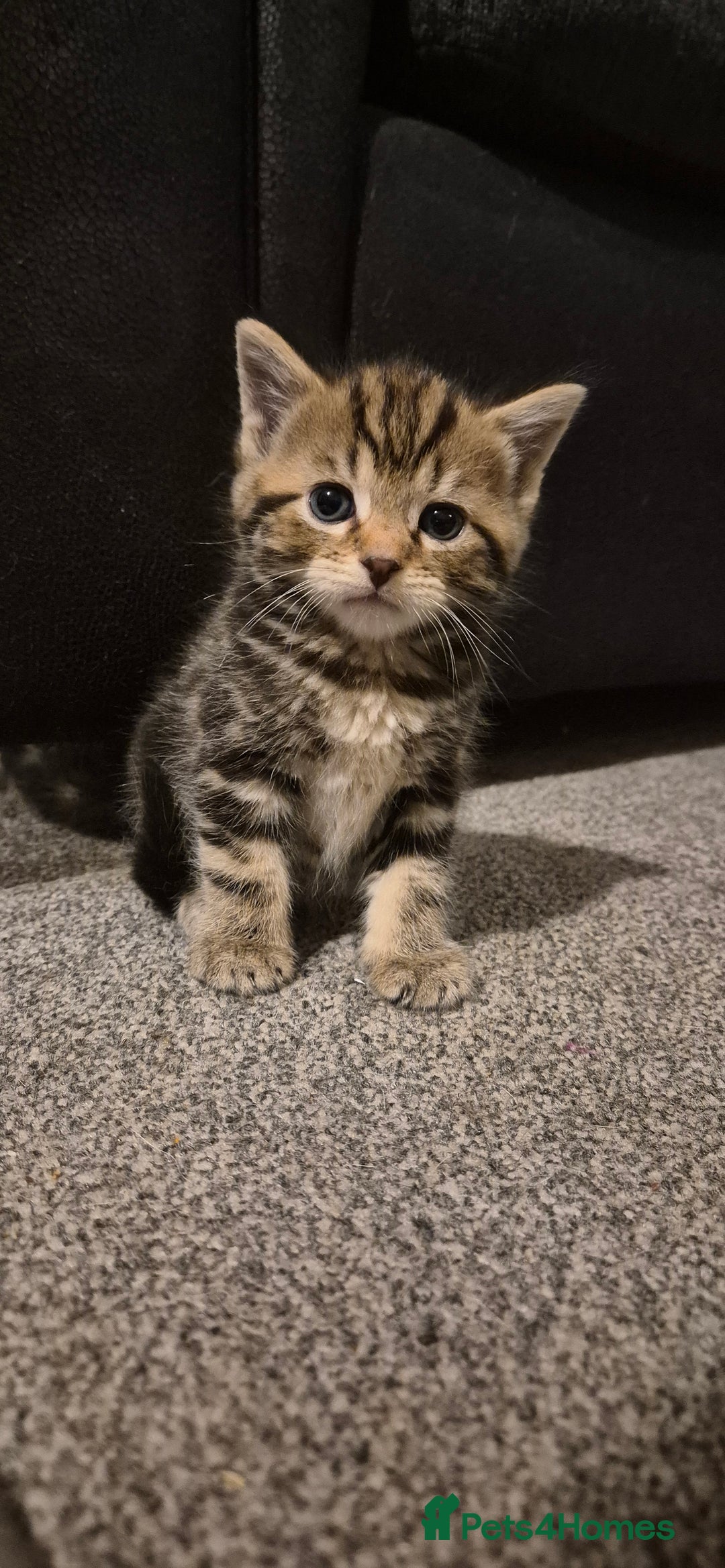 Mixed Breed cats for sale: Kittens silver tabby Britishshort-hairxmaincoon  - Advert 10