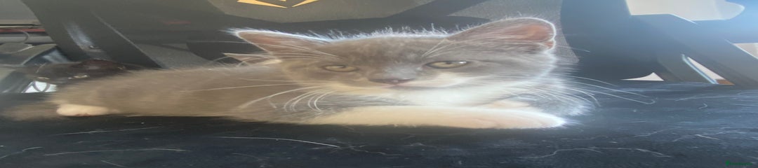 Himalayan Kitten 1