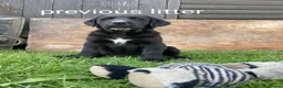 Labrador Retriever dogs for sale: 8 labrador puppies  in Sandbach - Advert 11