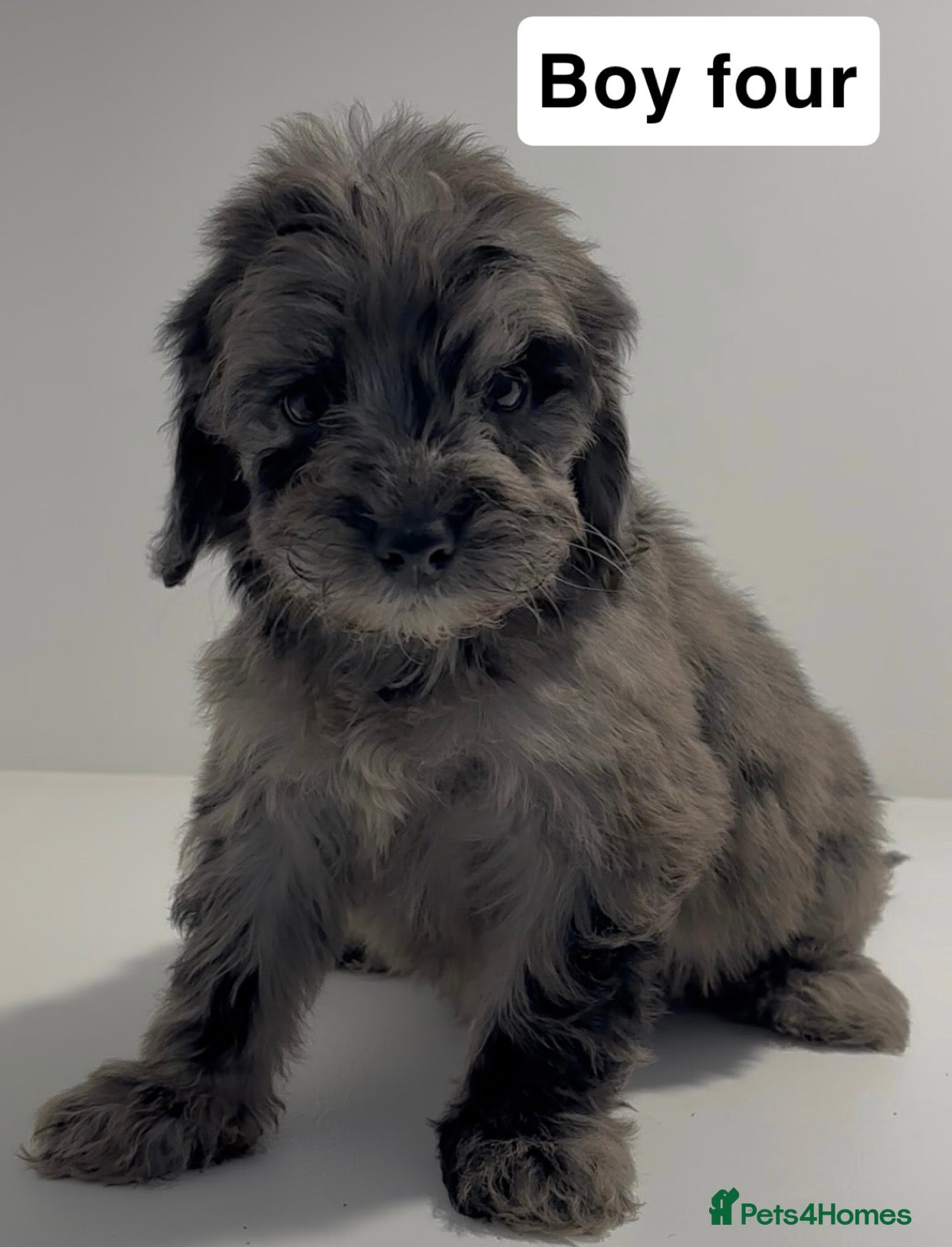 Cockapoo dogs Cockapoo puppies  - Advert 15