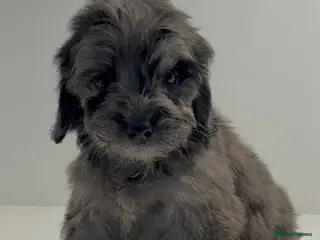 Cockapoo dogs Cockapoo puppies - Advert 15