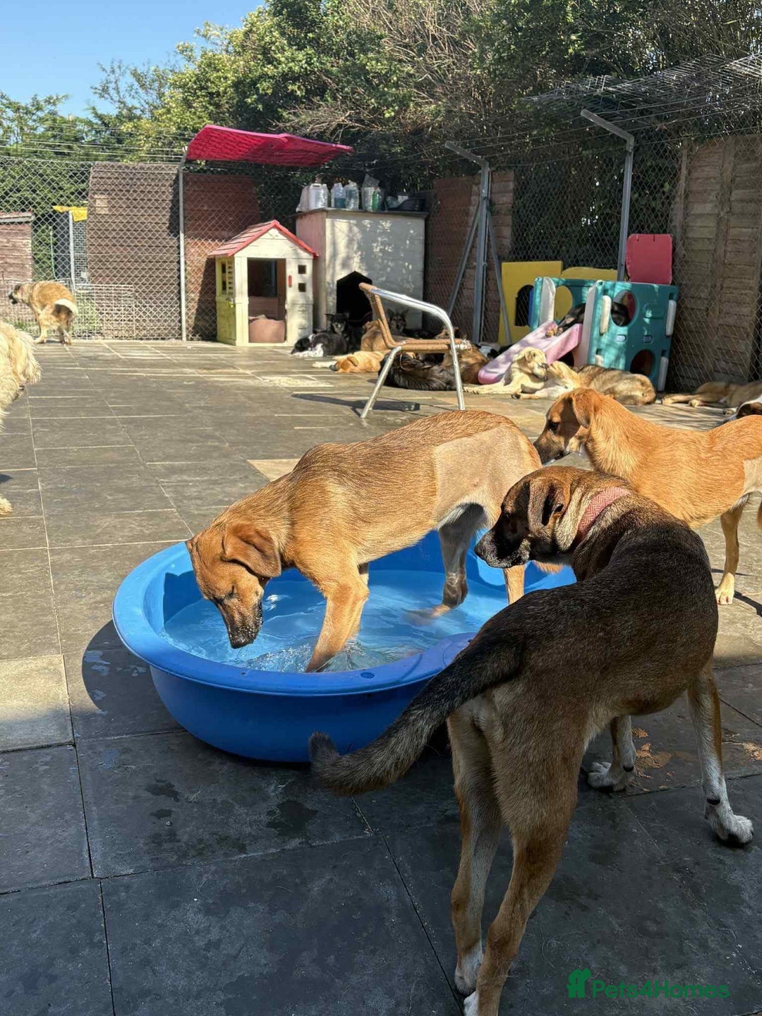 Mixed Breed dogs for adoption: Lykka - Norwich Norfolk  - Image 4