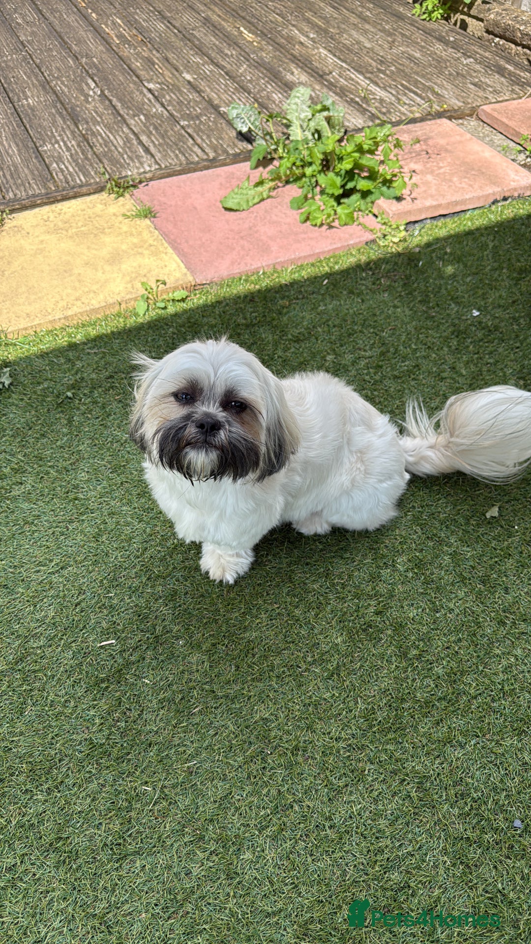 Shih Tzu dogs for sale: Shih tzu - Advert 9