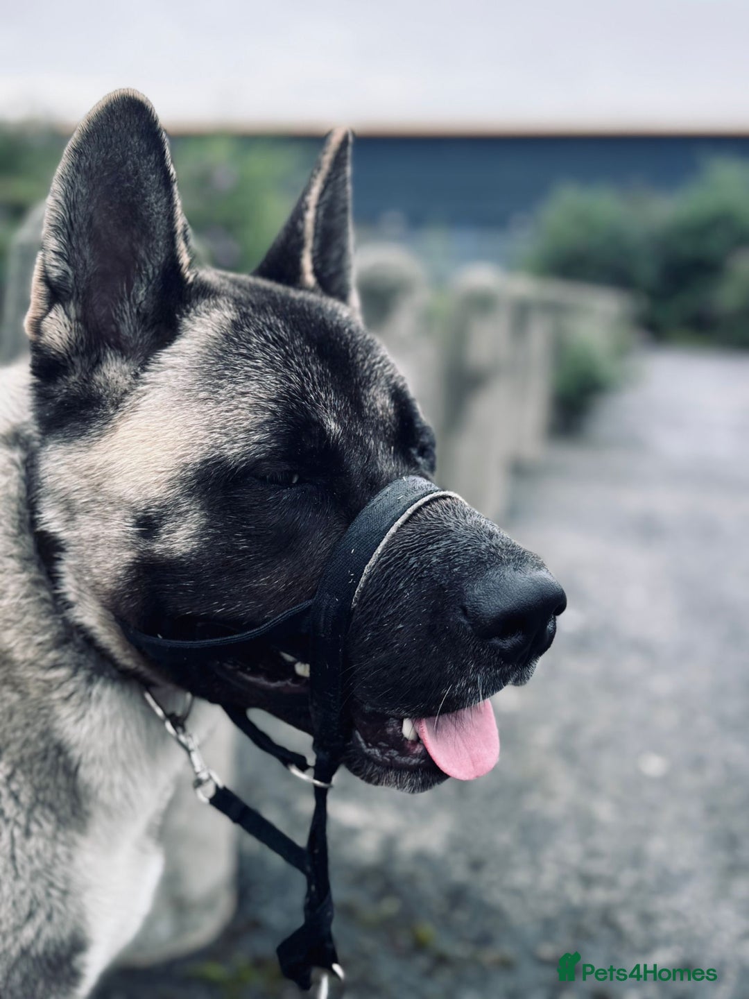 Akita dogs for stud: American akita proven stud  - Image 21