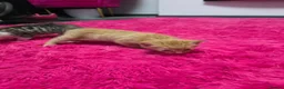 Mixed Breed cats for sale: Beautifull kittens ready to go  - Advert 20