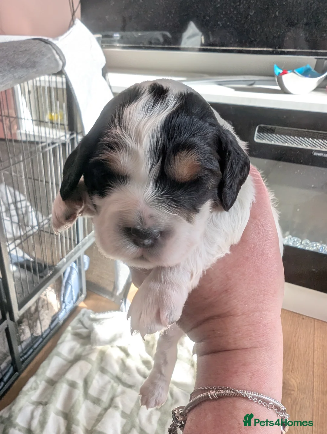 Cockapoo dogs for sale: Beautiful little of 5 Cockerpoos - Advert 21
