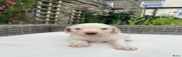 Cocker Spaniel dogs for sale: Cocker spaniel puppies £900 - Advert 18