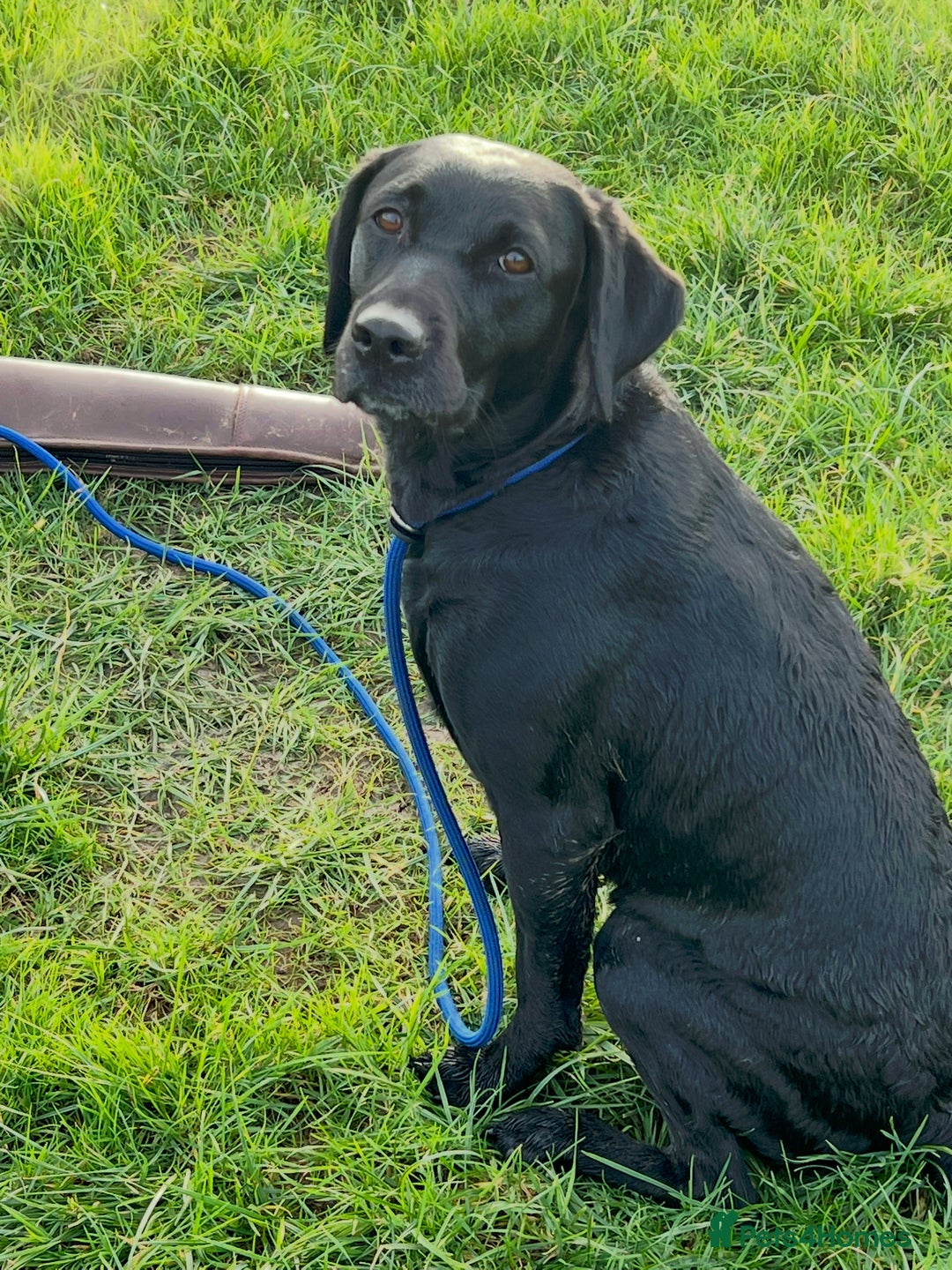 Springador dogs for sale: 4 Male Labrador available - Advert 2