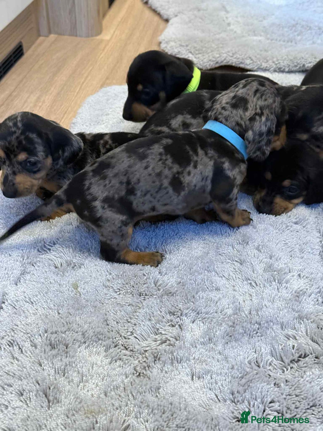 Dachshund dogs for sale: Adorable dachshund puppies ready for loving homes - Image 11