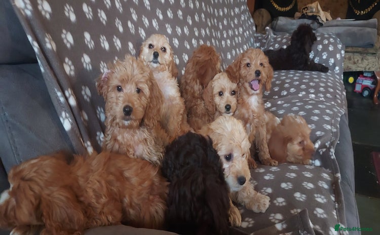 Cockapoo dogs - Advert 1
