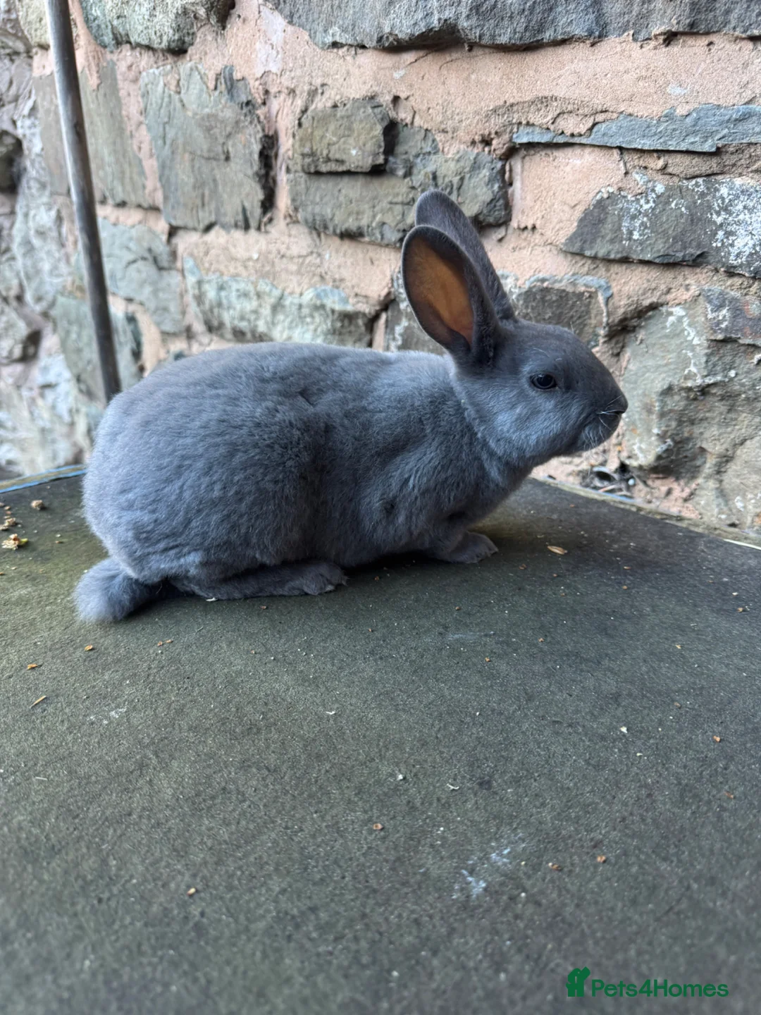 Rex rabbits for sale: Beautiful Blue Mini Rex Buck  - Advert 1