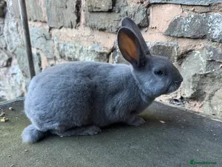 Rex rabbits Beautiful Blue Mini Rex Buck - Advert 1