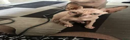 Sphynx cats for sale: Last 2 girls reduced  - Advert 9