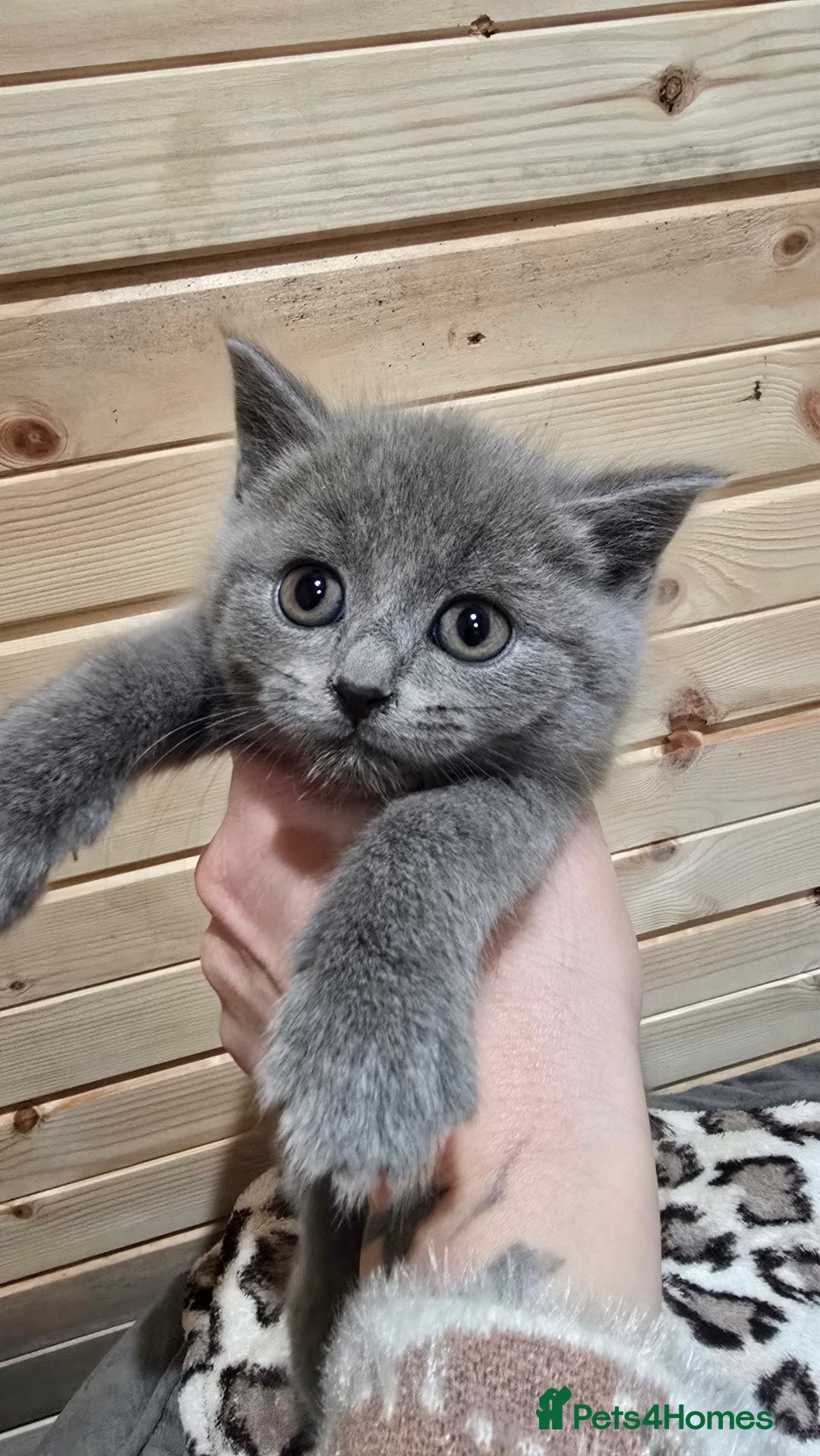 British Shorthair cats for sale: British short hair x ragdoll x - Advert 11