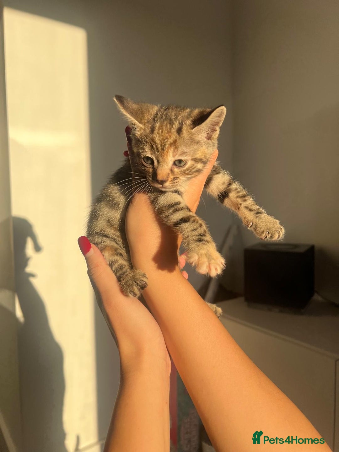 Bengal cats for sale: Beautiful Half Bengal Kittens - Advert 14