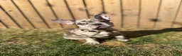 French Bulldog dogs for sale: Registered French Bulldog Puppies - Advert 8