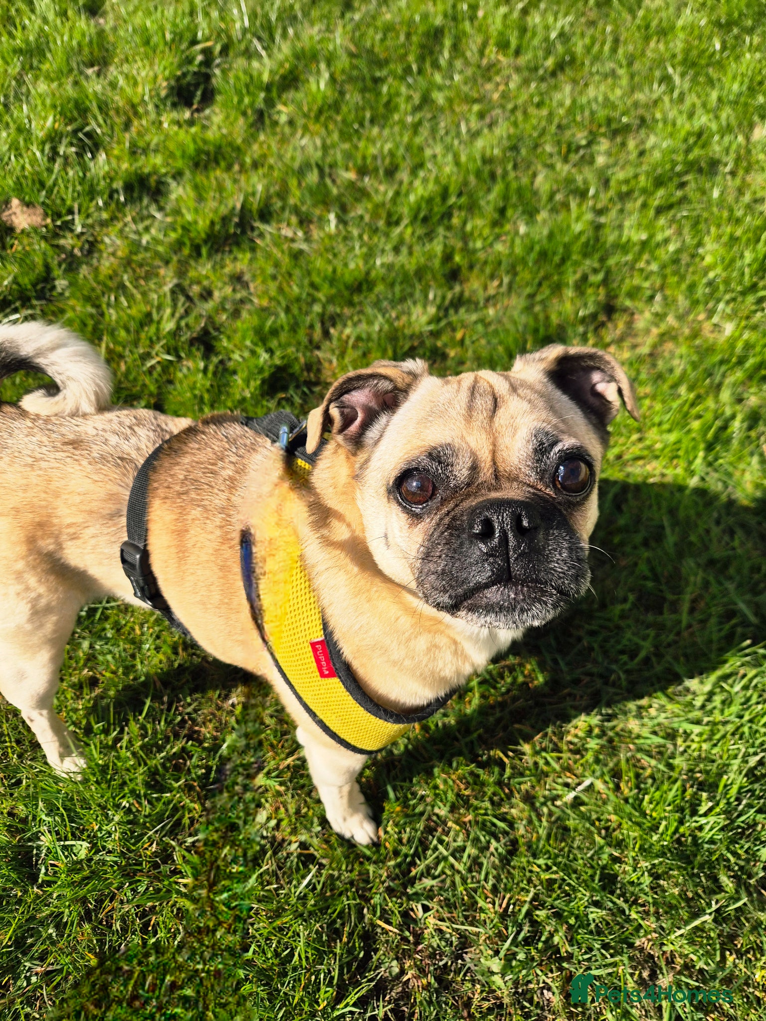 Chug dogs Chug, 6 years old - Advert 2