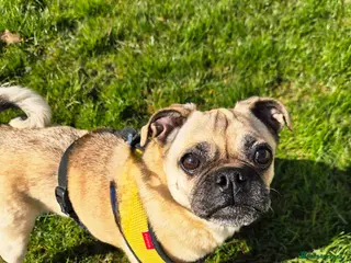 Chug dogs Chug, 6 years old - Advert 2