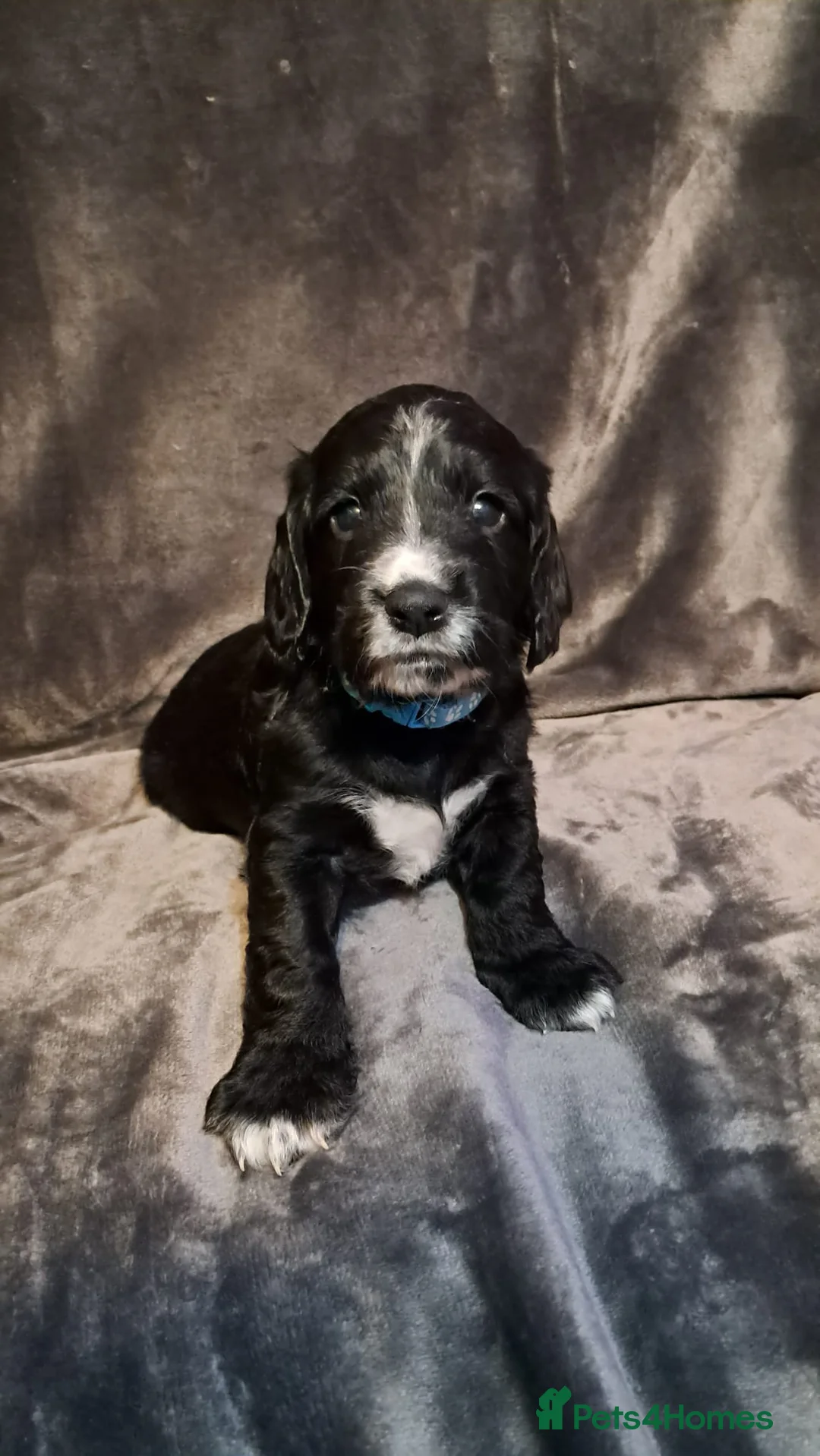 Cocker Spaniel dogs for sale: Adorable Cocker spaniel puppies  - Advert 8